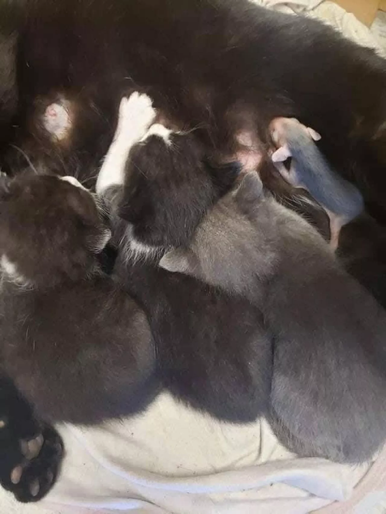 Кошка, которая недавно стала мамой, нашла и выкормила маленького опоссума Кошка, которая недавно стала мамой, нашла и выкормила маленького опоссума
