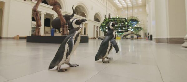 Забавное видео: пингвины побродили по музею и изучили экспонаты - Sputnik Беларусь