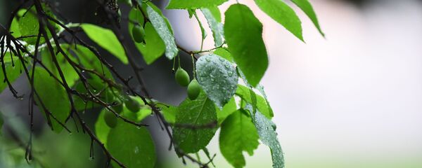 Дождь летом - Sputnik Беларусь