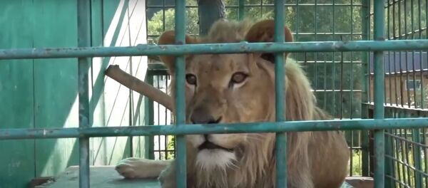 Дикие артисты: как в иркутском питомнике спасают цирковых животных - Sputnik Беларусь