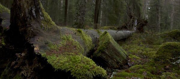 Лес - Sputnik Беларусь