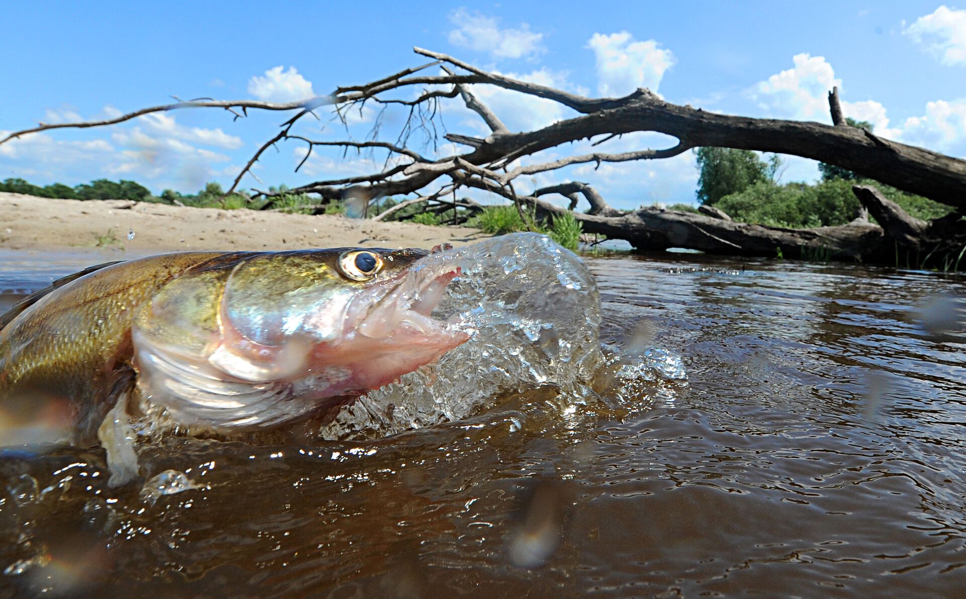 Рыбалка на Припяти - Sputnik Беларусь, 1920, 26.03.2026