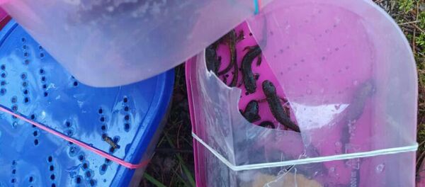 Белорус пытался пронести через границу живых рыбок, лягушек и тритонов - Sputnik Беларусь