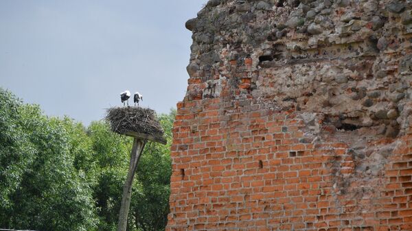 В замке, где была подписана легендарная Кревская уния, идут реставрационные работы, но аистов они ничуть не смущают - птицы гнездятся здесь каждый год - Sputnik Беларусь