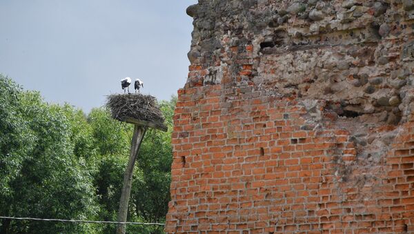 В замке, где была подписана легендарная Кревская уния, идут реставрационные работы, но аистов они ничуть не смущают - птицы гнездятся здесь каждый год - Sputnik Беларусь