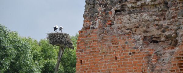 В замке, где была подписана легендарная Кревская уния, идут реставрационные работы, но аистов они ничуть не смущают - птицы гнездятся здесь каждый год - Sputnik Беларусь