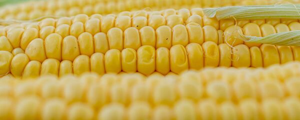 Кукуруза, архивное фото - Sputnik Беларусь