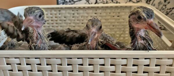 Тридцать голубят в квартире: как минчанке пришлось спасать птенцов - Sputnik Беларусь