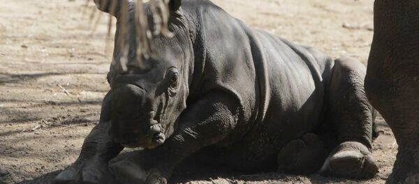 Белый, но не ворона: детеныш редкого носорога впервые родился в Чили - Sputnik Беларусь
