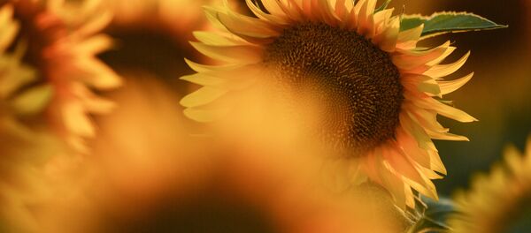 Цветение подсолнечника в Крыму - Sputnik Беларусь