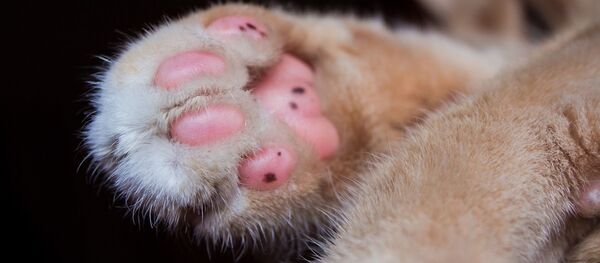 Лапы кота Лапы кота - Sputnik Беларусь