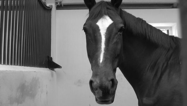 Самая заслуженная лошадь Ратомки прожила долгую и счастливую жизнь - Sputnik Беларусь