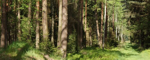 Лес - Sputnik Беларусь