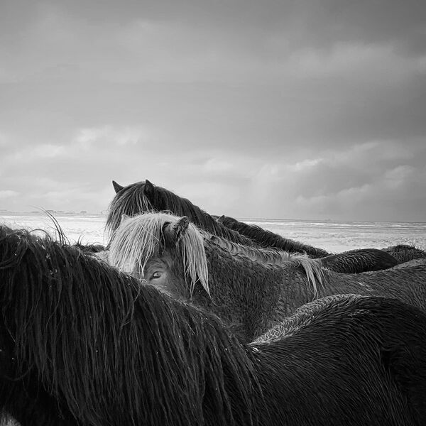 Снимок Horses in the storm китайского фотографа Xiaojun Zhang, занявший 1-е место в номинации ANIMALS конкурса IPPAWARDS 2020 - Sputnik Беларусь