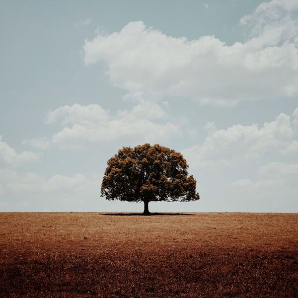 Снимок Alone австралийского фотографа Glenn Homann, получивший главный приз в номинации Trees конкурса IPPAWARDS 2020 - Sputnik Беларусь