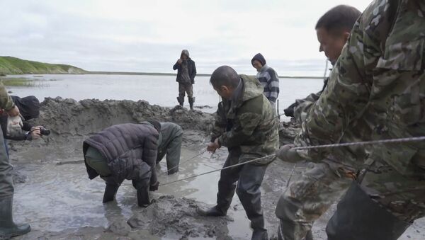  Скелет взрослого мамонта нашли на Ямале, видео - Sputnik Беларусь