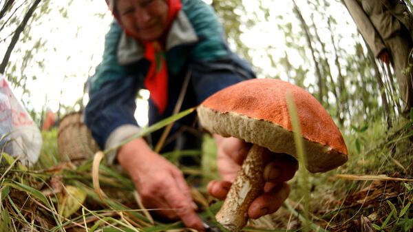 Сбор грибов в лесах - Sputnik Беларусь