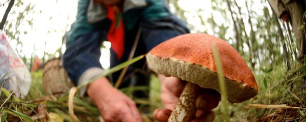 Сбор грибов в лесах - Sputnik Беларусь