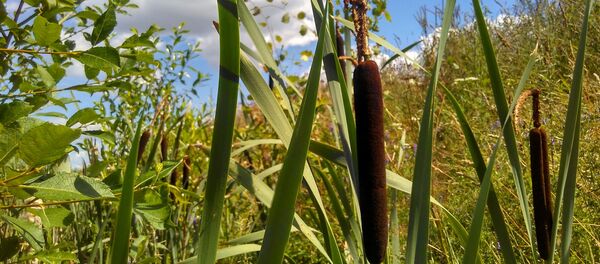 Рагоз - Sputnik Беларусь