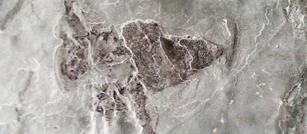 Окаменелые останки ракоскорпиона - Sputnik Беларусь