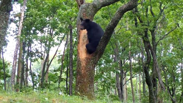 Редкие кадры: медведь забрался на дерево чтобы поесть мед - Sputnik Беларусь