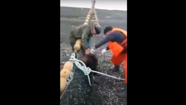 Сахалинские рыбаки спасли запутавшегося в сети медвежонка - Sputnik Беларусь
