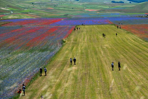 Туристы гуляют среди цветущих цветов и чечевичных полей в Кастеллуччо, небольшой деревне в Умбрии в центральной Италии - Sputnik Беларусь