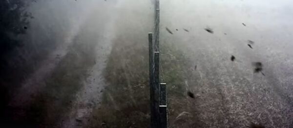 Штормовой ветер обрушил деревья на забор на границе   - Sputnik Беларусь