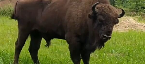 Необычный гость: зубр пришел во двор дома сельчанки под Новополоцком - Sputnik Беларусь