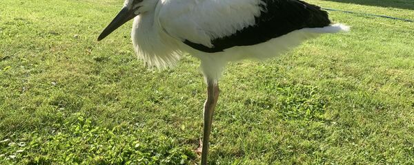 Спасенный аист Гоша - Sputnik Беларусь