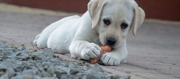 Щенок - Sputnik Беларусь