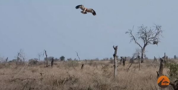 Погоня орла и шакалов за стенбоком, видео - Sputnik Беларусь