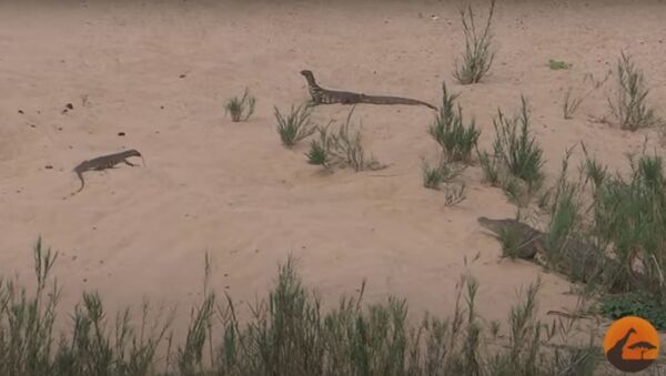 Схватка крокодила с варанами, видео - Sputnik Беларусь