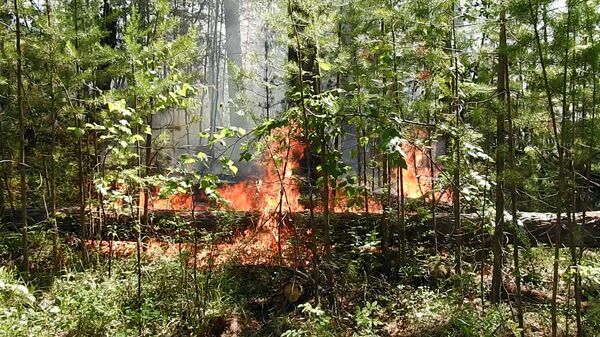 Лесные пожары  - Sputnik Беларусь