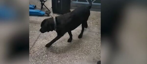 Белорусские таможенники предотвратили ввоз наркотиков в страну – видео - Sputnik Беларусь