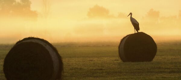 Аист в тумане - Sputnik Беларусь