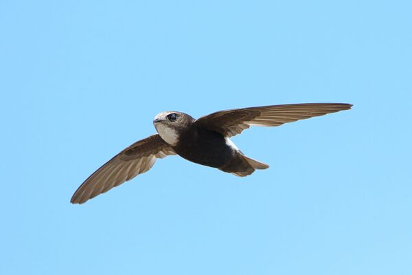 Аисты и стрижи уже покидают Беларусь Аисты и стрижи уже покидают Беларусь - Sputnik Беларусь