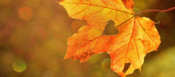 Осенний лист - Sputnik Беларусь