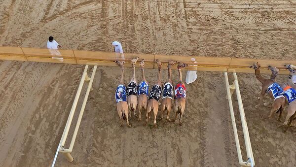 Соревнования арабских шейхов: в Дубае возобновили верблюжьи бега – видео - Sputnik Беларусь