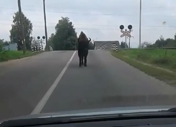 Зубр прогулялся по улицам Полоцка - Sputnik Беларусь