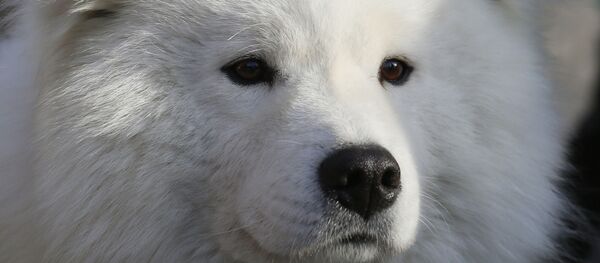 Самоедская лайка - Sputnik Беларусь