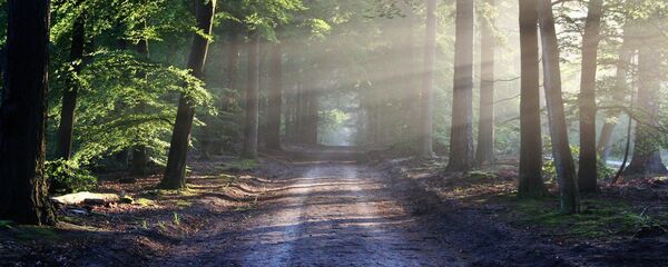 Лес, архивное фото - Sputnik Беларусь