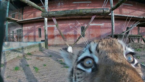 В Московском зоопарке на свет появились четверо амурских тигрят, видео - Sputnik Беларусь