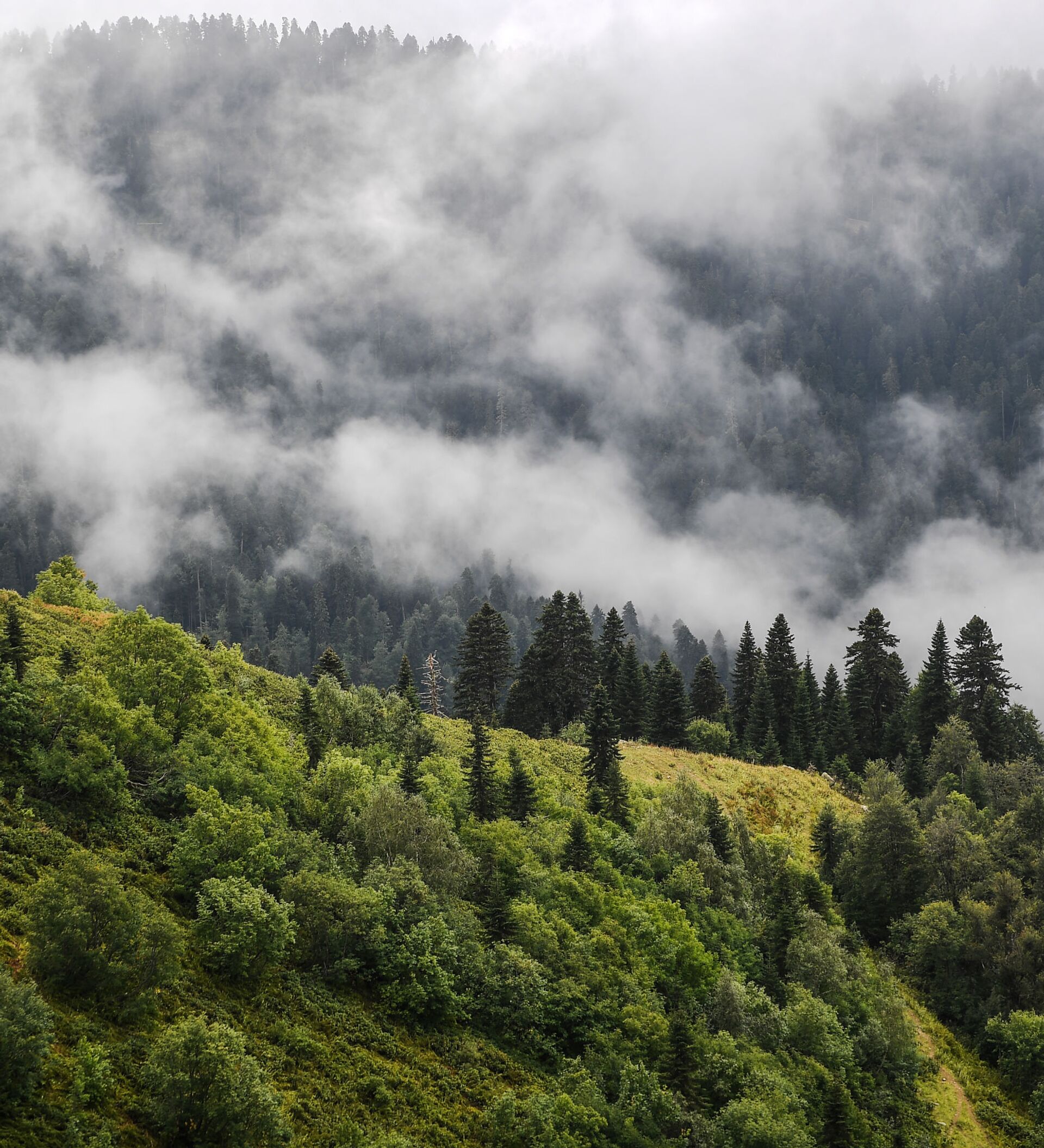 Горы поросшие лесом. Туманные горы в Сочи. Предгорье в дожди. Поросшие лесом балканские горы.
