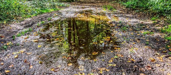 Лес после дождя - Sputnik Беларусь