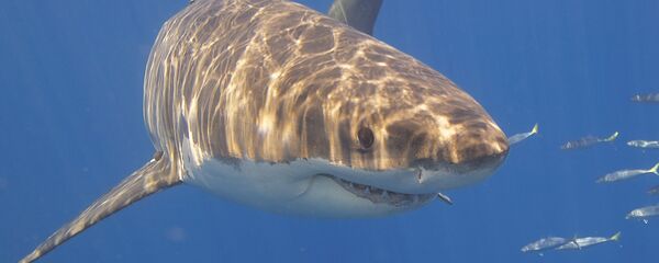 Белая акула - Sputnik Беларусь