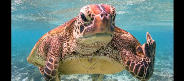 Финалисты премии Comedy Wildlife Photography Awards 2020 - Sputnik Беларусь