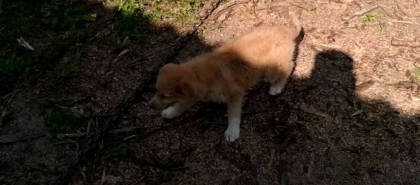 Добрушские спасатели помогли щенку, застрявшему в дровнице, видео - Sputnik Беларусь