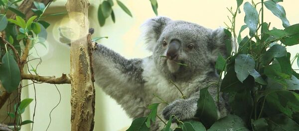 Видеофакт: долгожданный детеныш коалы появился в Венском зоопарке - Sputnik Беларусь