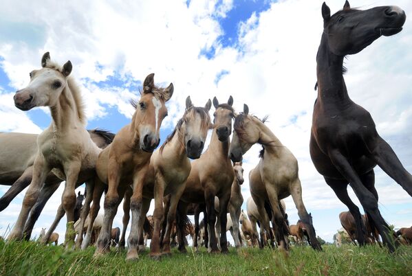 Зараз тут змяшчаецца больш за 300 коней, у большай частцы беларускай запражнай пароды. - Sputnik Беларусь